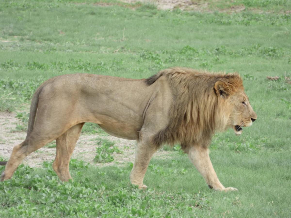 Villa Africa Guesthouse Tsumeb Dış mekan fotoğraf